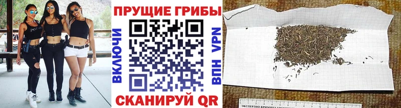 Галлюциногенные грибы Psilocybine cubensis  где продают наркотики  Ставрополь 